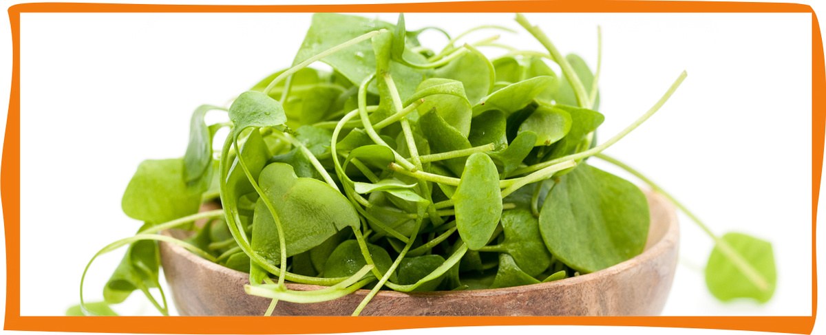 KI generiert: Eine Schüssel mit frischen grünen Blättern, eingerahmt von einem orangefarbenen Rand.