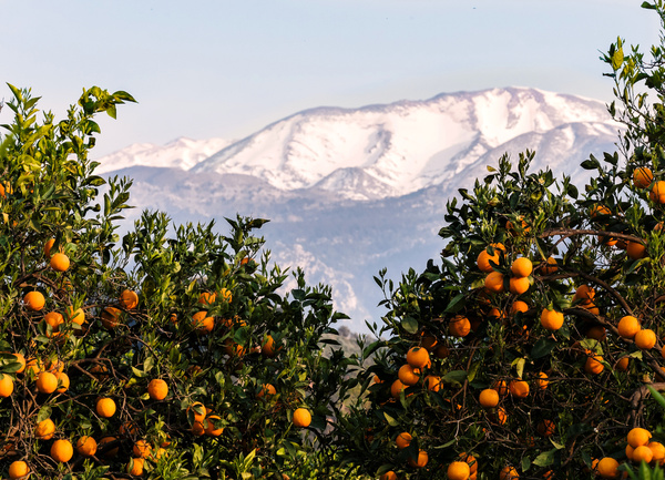 KI generiert: Orangenbäume im Vordergrund mit schneebedeckten Bergen im Hintergrund.