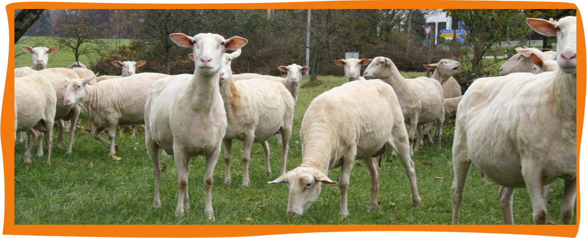 Anderlbauer Käsespezialitäten aus dem Chiemgau