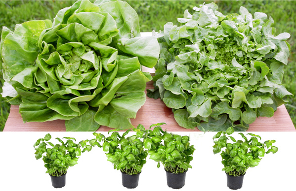 KI generiert: Salatköpfe und Basilikumpflanzen.