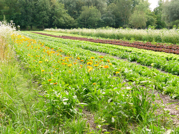 KI generiert: Gemüse- und Blumenfelder in Reihen, umgeben von Bäumen und grüner Vegetation.