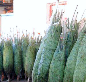 Weihnachtsbäume