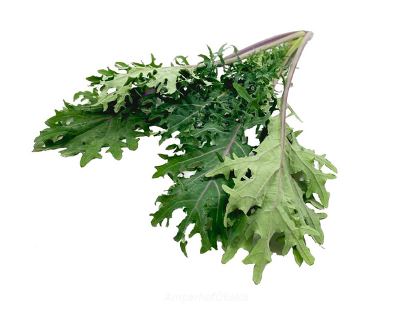 Produktfoto zu Blattkohl Bund