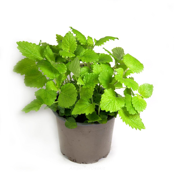 Produktfoto zu Rohkost Mix ca. 125g