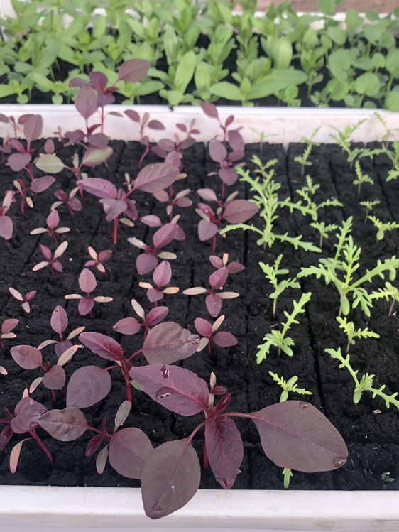 Landwirtschaft am Amperhof erwacht