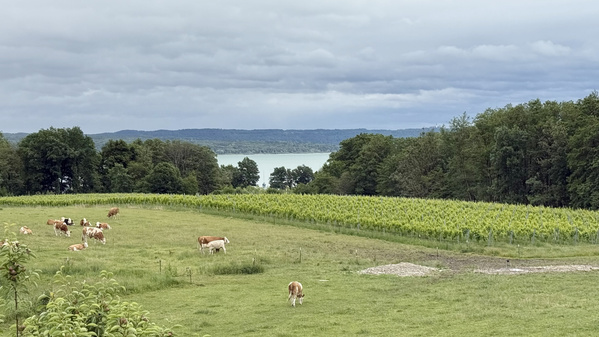 Blick auf den See und das Weingut