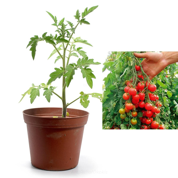 Produktfoto zu Tomate Zuckertraube