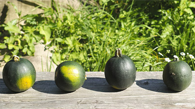 Rezeptbild für Rondini-Kürbis winterlich gefüllt mit Clementine und ein Apfe