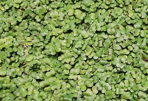 KI generiert: Viele kleine grüne Blättchen, die dicht nebeneinander wachsen.