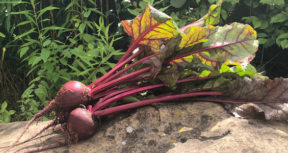 Rote Bete