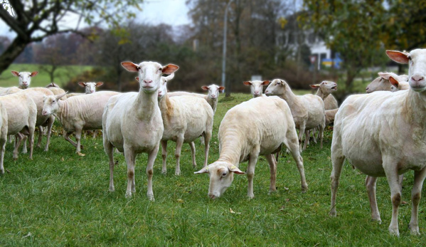 KI generiert: Eine Herde weißer Schafe grast auf einer grünen Wiese.