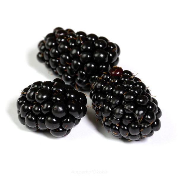 Produktfoto zu Brombeeren ca. 125 g