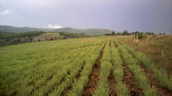 Im Einklang mit der Natur und ohne künstliche Bewässerung wachsen auf der Peloponnes im Parnongebirge die köstlichen Tees und Kräuter.