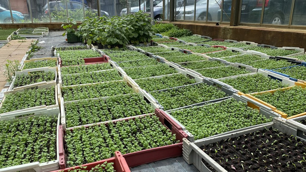 Im Anzuchthaus warten junge Petersilienpflanzen darauf ins Freiland gesetzt zu werden.