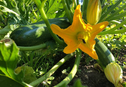 Zucchini
