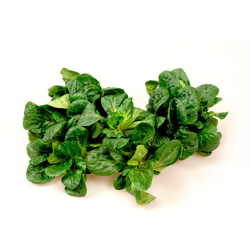 Feldsalat