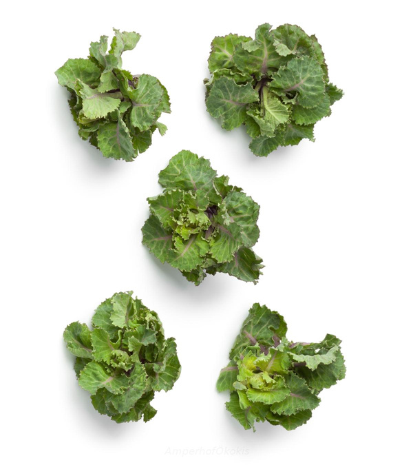 Produktfoto zu Flower Sprouts