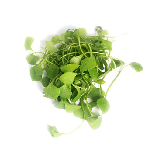 KI generiert: Frische grüne Blätter auf weißem Hintergrund.