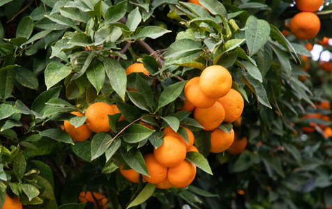 Mandarine, Satsuma, Clementine