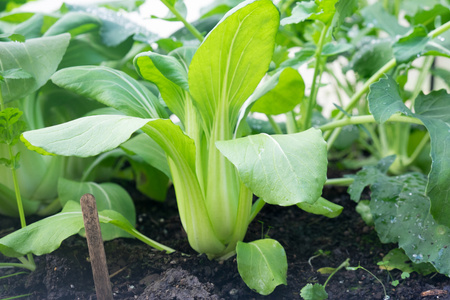Pak Choi