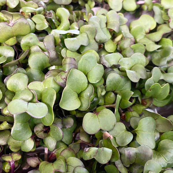 Produktfoto zu Radieserlkeimsaat  in der Schale
