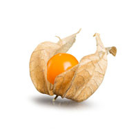 Physalis