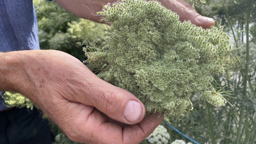 Möhrenblüte mit vielen Samen