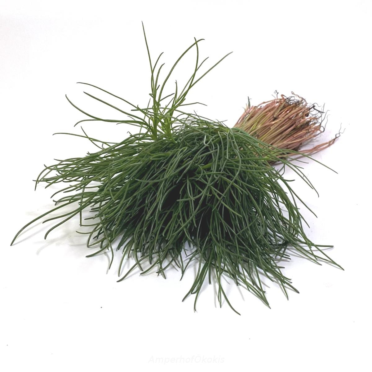 Agretti, Mönchsbart, Salzkraut Bund