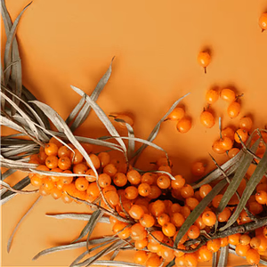 Sanddorn als Nahrung oder Kosmetik