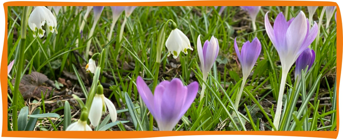 KI generiert: Sechs Voelkel-Säfte stehen auf Gras. Text: "Der Fastenkasten".