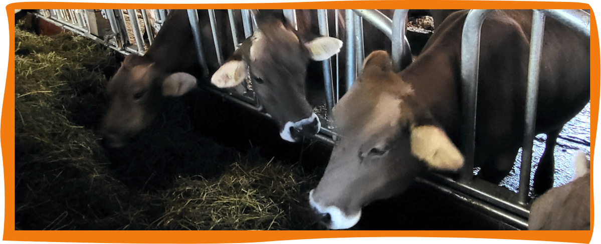 KI generiert: Das Bild zeigt gefrorene Schilfrohre am Ufer eines Sees, die in einer dünnen Schicht Eis stehen. Die Eiszapfen formen sich im Wind um die Halme und verleihen ihnen ein künstlerisches Aussehen.