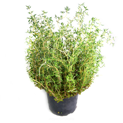 Produktfoto zu Thymian im Topf