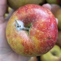 KI generiert: Ein rötlich-gelber Apfel wird von einer Hand gehalten.