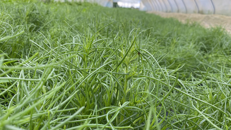 Regional angebautes Agretti