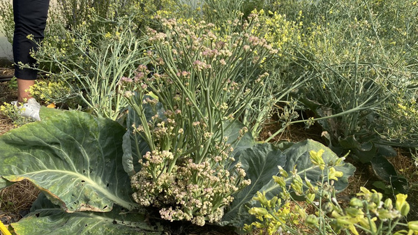 Geschossener Blumenkohl