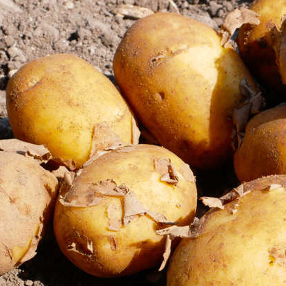 Kartoffeln mit Erde 