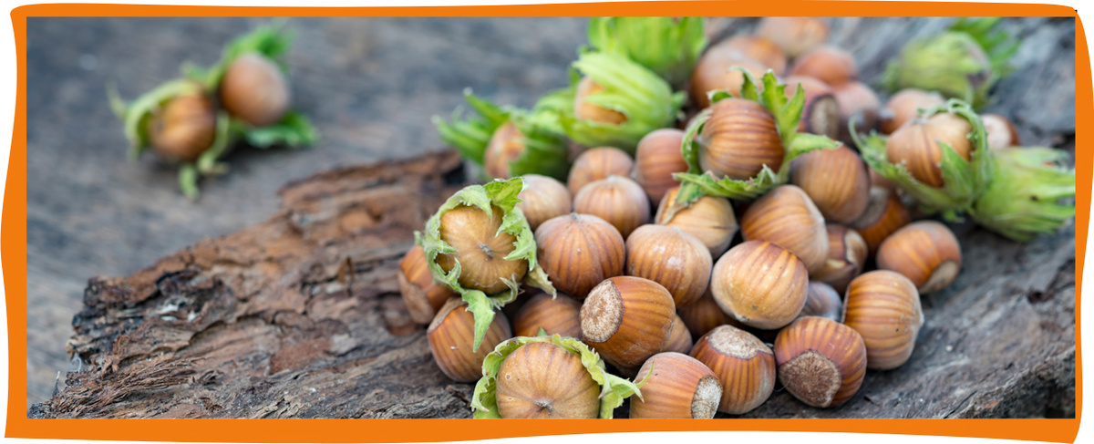 KI generiert: Eine Gruppe von Haselnüssen mit grünen Hülsen liegt auf einem Stück Holz.