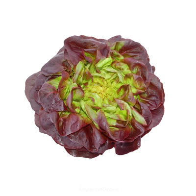 Produktfoto zu Kopfsalat rot