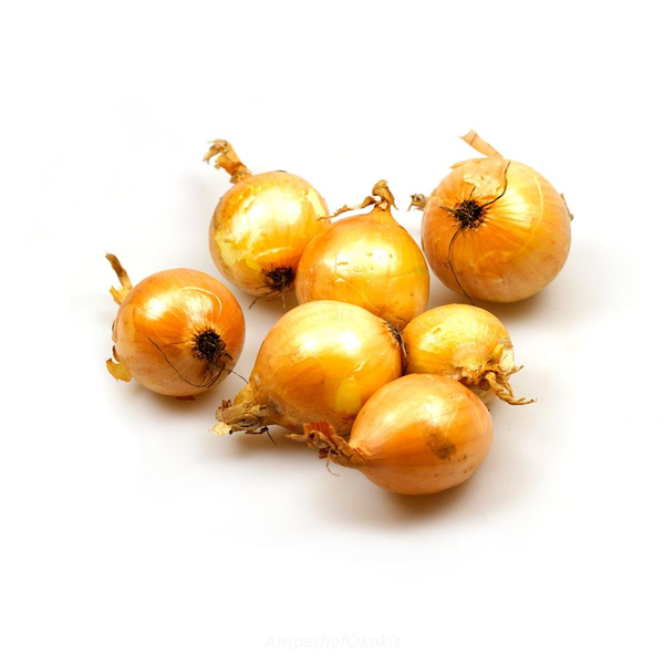 Produktfoto zu Zwiebel