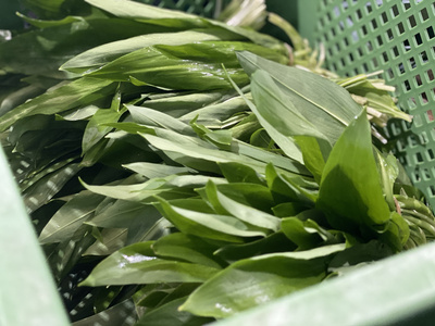 Bärlauch, Kerbel, Sauerampfer und mehr Frühlingskräuter aus der Region sind jetzt bestellbar