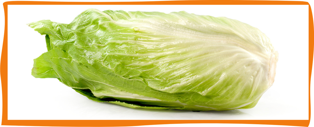 KI generiert: Ein frischer Kopf Romana-Salat auf weißem Hintergrund.