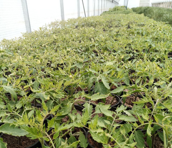 Tomatenpflanzen am Ammersee