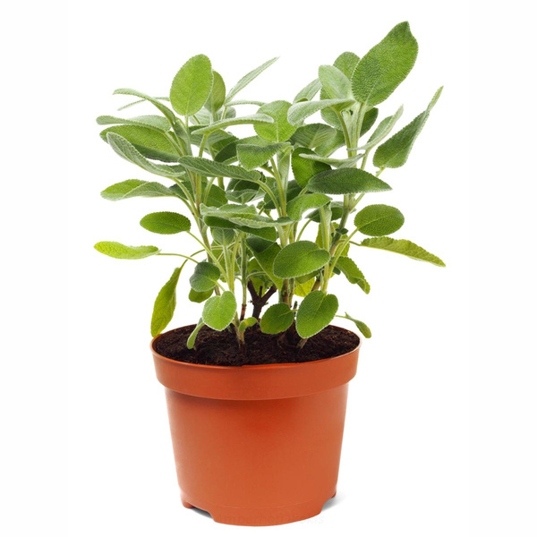 Produktfoto zu Salbei im Topf