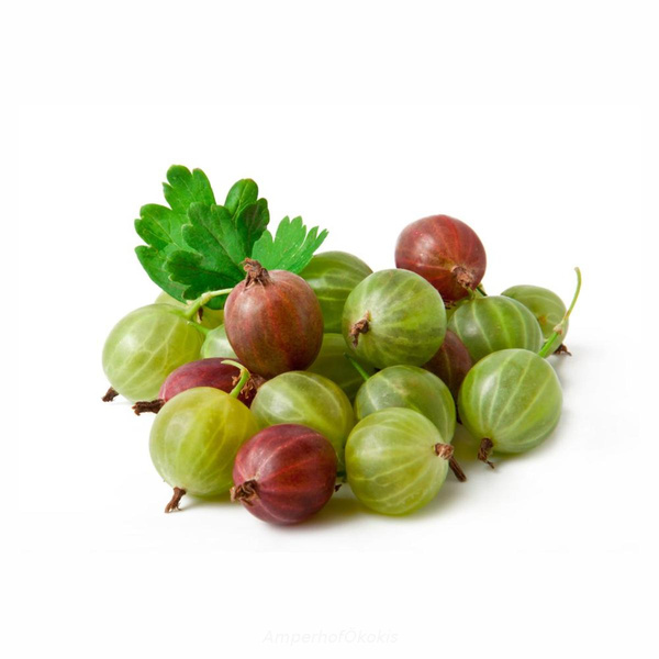 Produktfoto zu Stachelbeeren ca, 250g-Schale