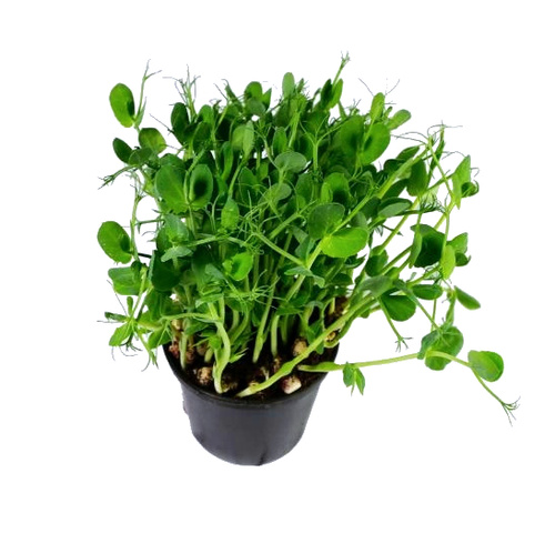 KI generiert: Ein Topf mit grünen Pflanzensprossen auf weißem Hintergrund.