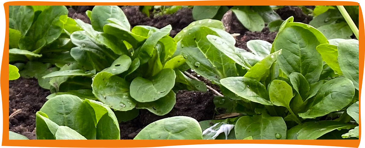KI generiert: Frischer Feldsalat wächst auf einem Beelfeld.