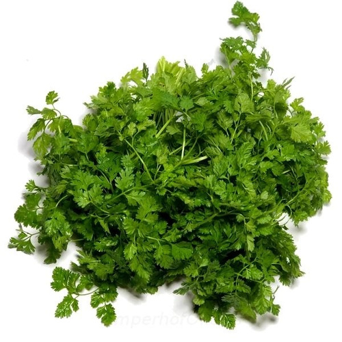 KI generiert: Ein Bündel frischer Kerbelkrautblätter auf weißem Hintergrund.