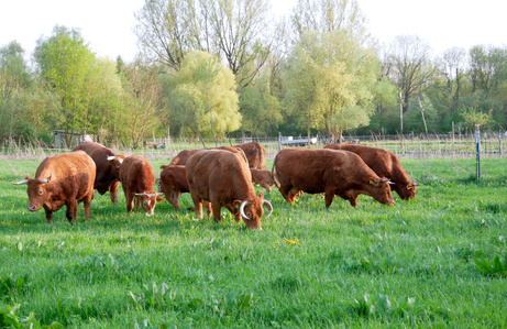 Weidemilch