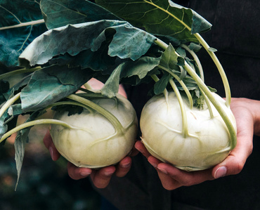 Kohlrabi