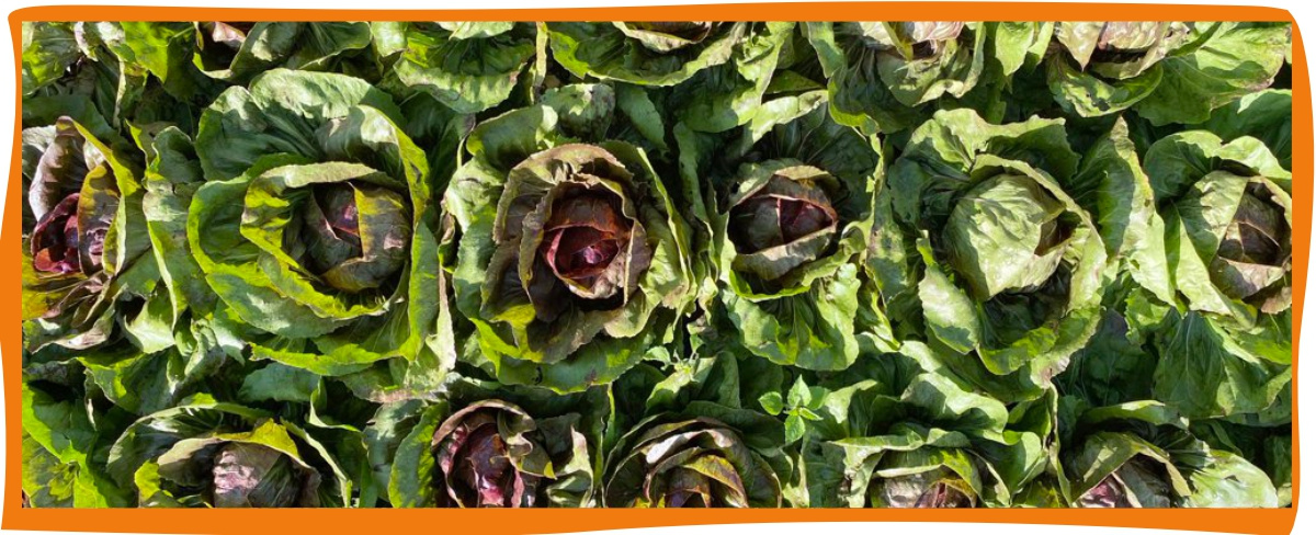 Kundenbrief als PDF öffnen